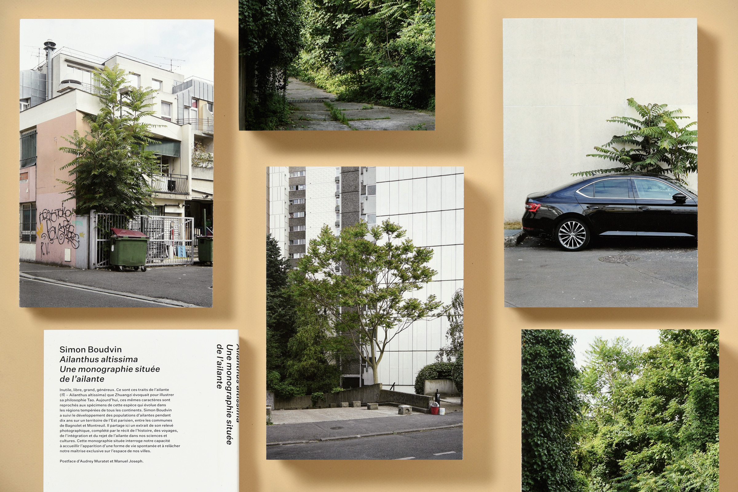 Simon Boudvin, Ailanthus Altissima