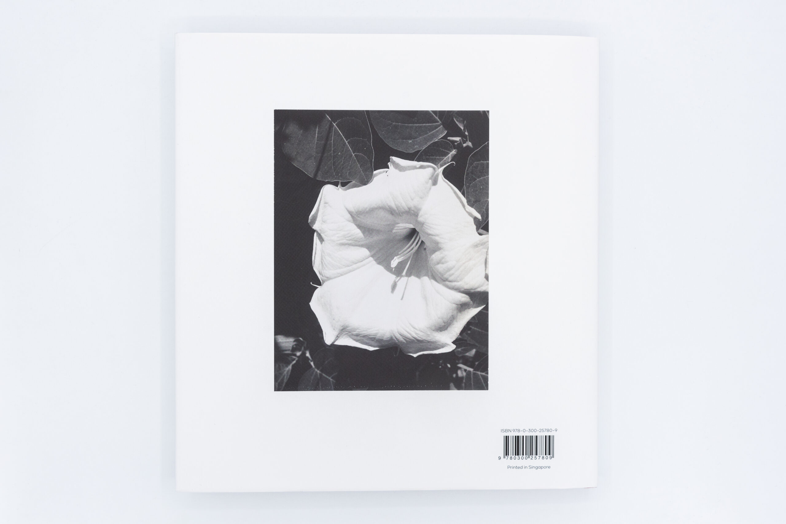 O’Keeffe Photographer Lisa Volpe Peinture Fraiche